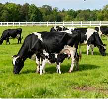 林业资源管理[lǐ]